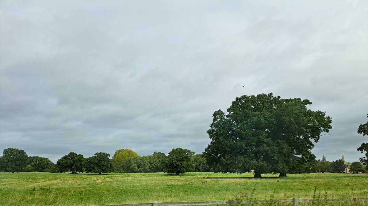 Trees I found while I was on a walk about #TreeClub #TreesonTwitter #trees