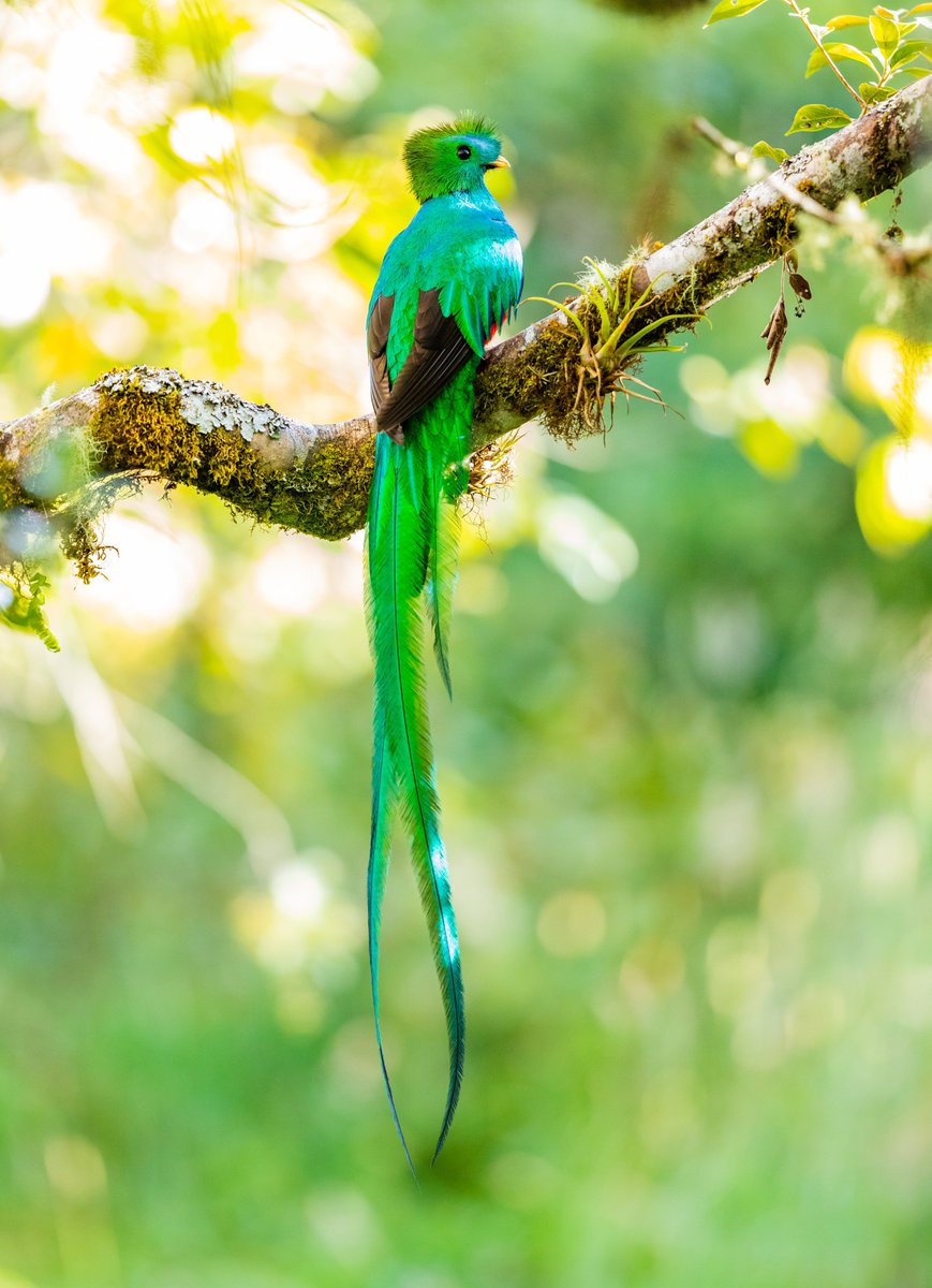NuestroDiario's tweet photo. 🇨🇷 COSTA RICA IMPLEMENTA NIDOS ARTIFICIALES PARA SALVAR AL QUETZAL 🪺😯  

La especie no es inmune a los embates del cambio climático que degrada su hábitat en el bosque nuboso de la Reserva Biológica Monteverde, ya que el porcentaje de humedad facilita la descomposición de los árboles donde las aves hacen sus refugios, por lo que han implementado exitosamente el uso de 15 nidos artificiales, que ayudaran a su preservación.  

Infórmate en #NuestroDiario 📰 y descarga #NDPlay 📱 
📷 RRSS / CNN/ @WildOnNatura