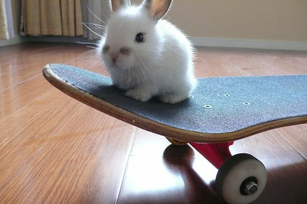 Bunnies (@rabbiteveryhour) on Twitter photo 