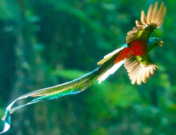 NuestroDiario's tweet photo. 🇨🇷 COSTA RICA IMPLEMENTA NIDOS ARTIFICIALES PARA SALVAR AL QUETZAL 🪺😯  

La especie no es inmune a los embates del cambio climático que degrada su hábitat en el bosque nuboso de la Reserva Biológica Monteverde, ya que el porcentaje de humedad facilita la descomposición de los árboles donde las aves hacen sus refugios, por lo que han implementado exitosamente el uso de 15 nidos artificiales, que ayudaran a su preservación.  

Infórmate en #NuestroDiario 📰 y descarga #NDPlay 📱 
📷 RRSS / CNN/ @WildOnNatura