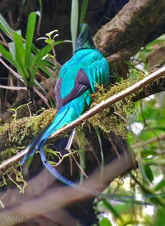 NuestroDiario's tweet photo. 🇨🇷 COSTA RICA IMPLEMENTA NIDOS ARTIFICIALES PARA SALVAR AL QUETZAL 🪺😯  

La especie no es inmune a los embates del cambio climático que degrada su hábitat en el bosque nuboso de la Reserva Biológica Monteverde, ya que el porcentaje de humedad facilita la descomposición de los árboles donde las aves hacen sus refugios, por lo que han implementado exitosamente el uso de 15 nidos artificiales, que ayudaran a su preservación.  

Infórmate en #NuestroDiario 📰 y descarga #NDPlay 📱 
📷 RRSS / CNN/ @WildOnNatura
