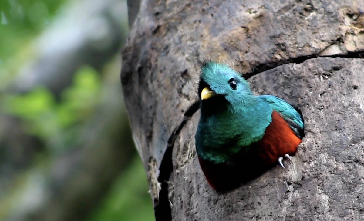 NuestroDiario's tweet photo. 🇨🇷 COSTA RICA IMPLEMENTA NIDOS ARTIFICIALES PARA SALVAR AL QUETZAL 🪺😯  

La especie no es inmune a los embates del cambio climático que degrada su hábitat en el bosque nuboso de la Reserva Biológica Monteverde, ya que el porcentaje de humedad facilita la descomposición de los árboles donde las aves hacen sus refugios, por lo que han implementado exitosamente el uso de 15 nidos artificiales, que ayudaran a su preservación.  

Infórmate en #NuestroDiario 📰 y descarga #NDPlay 📱 
📷 RRSS / CNN/ @WildOnNatura