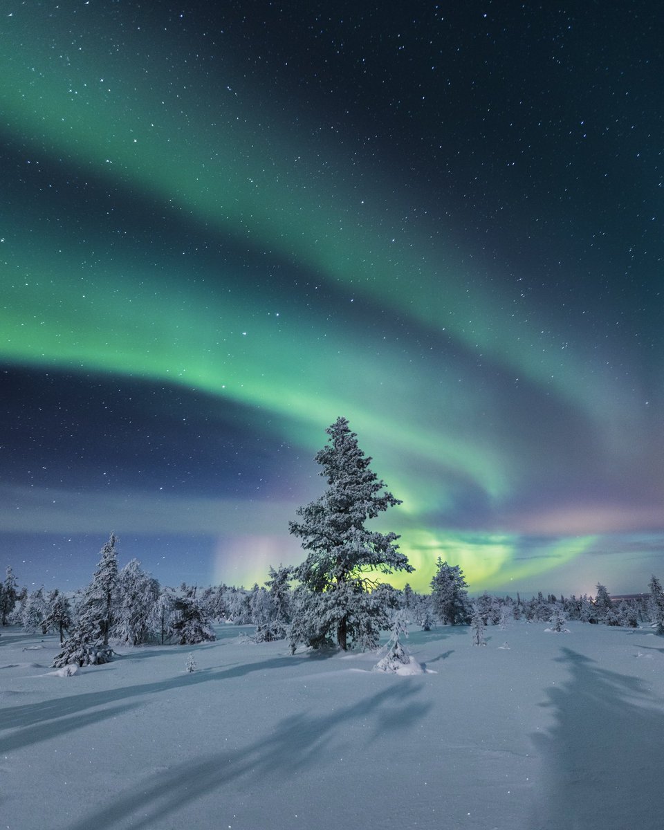 Daniel Taipale tweet media