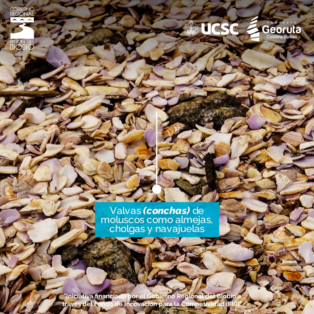 📷En el Sendero La Cata obtuvimos esta imagen, pero podrás ver como pasa lo mismo en distintas playas.👀 Se trata de las valvas (conchas) de #moluscos como almejas, cholgas y navajuelas.🐚 ¿Quieres saber cómo se forman?  Haz click aquí: instagram.com/p/CxllZJZxEpy/