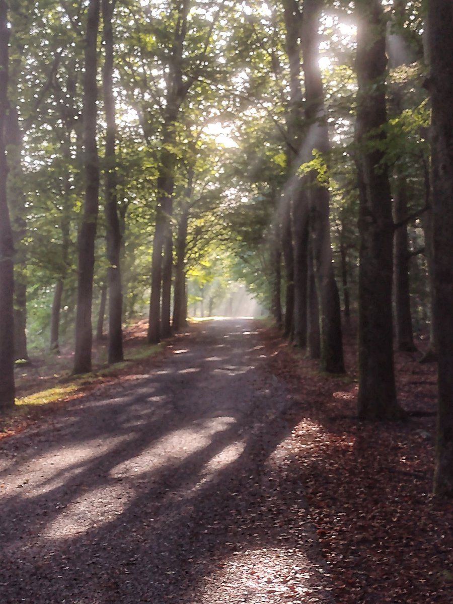 Rondje gravelen op de Utrechtse Heuvelrug - Let de Stigterpad