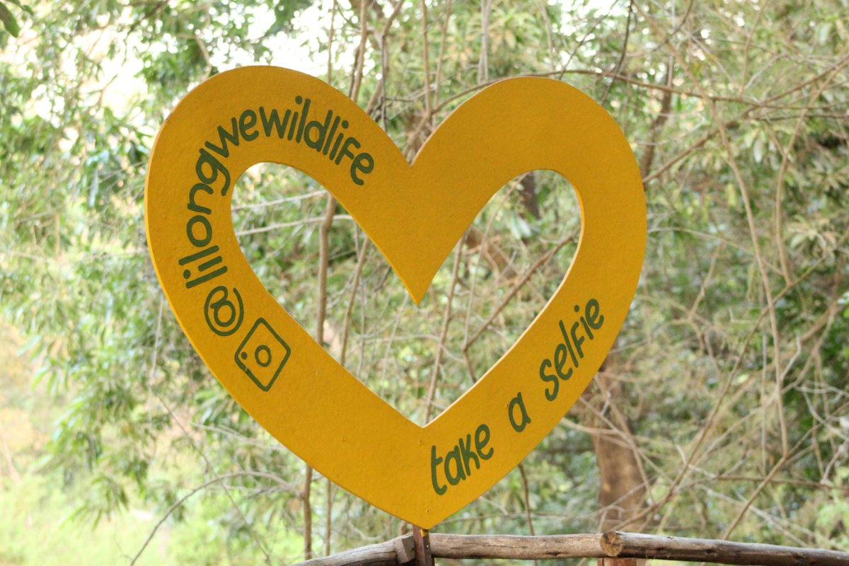 Understanding rule of thirds in this era is very critical when it comes to nature/Wildlife Photography. New skills gained on nature&amp;WildlifePhotography organized by@malawiwildlife at its LL.Center.<a href="/aej_malawi/">AEJ Malawi</a> <a href="/malatamathews/">Mr. Green</a> <a href="/EUinMalawi/">EU in Malawi 🇪🇺</a> <a href="/CEPAMalawi/">CEPA</a> <a href="/cisonecc_malawi/">Civil Society Network on Climate Change (CISONECC)</a>