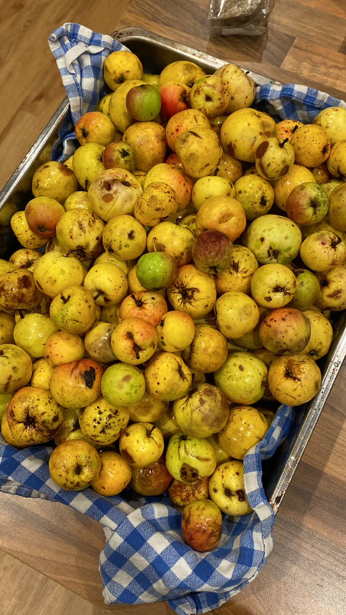 Crab apple jelly season!