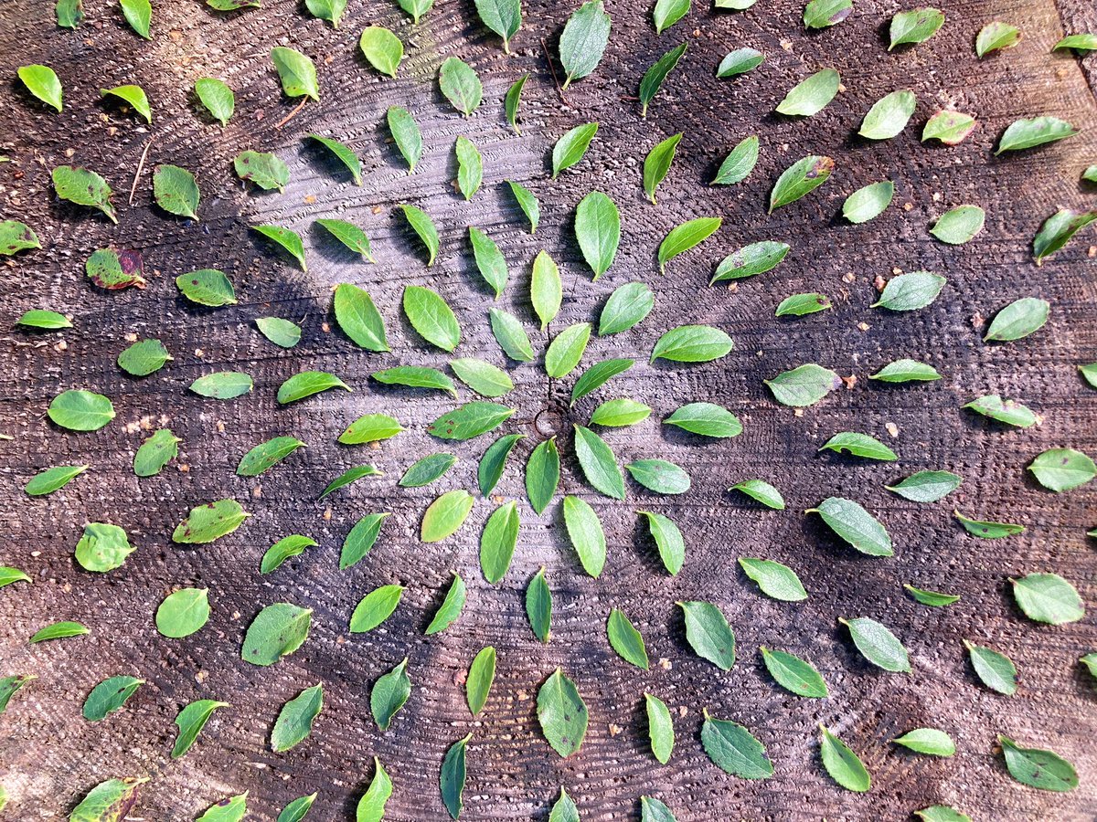 A tree stump, some Bilberry leaves and 10 quality minutes spent in the flow state. 😌✌🏼 #landart #mindfulness #artinnature #forestschool #meditation #natureconnection