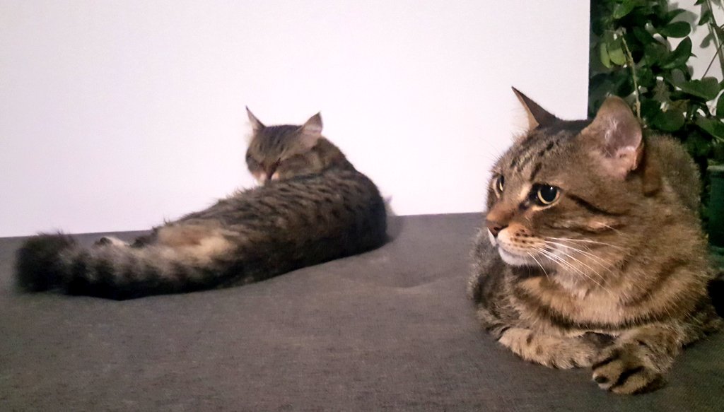 Ortak &amp; Badem uykudan önce...