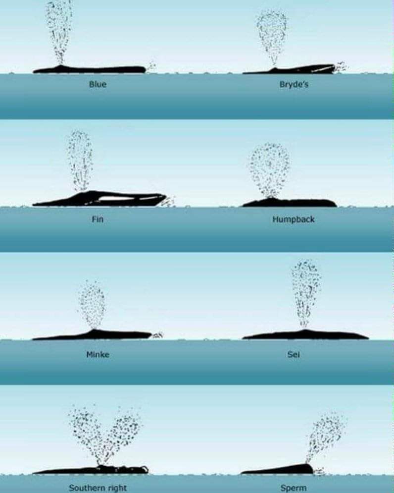 Great infographic of whale head shapes and blows by Tony Pyrzakowski. - World Ocean Day 
#WhaleTales #whales #blows