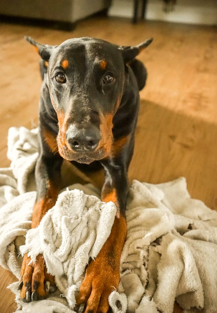 Almuoc's tweet image. Are you struggling at home with dog issues? Join me for A Better-Behaved Pup at Home complimentary class. 10/27 10am MST.
buff.ly/3RyVOZn

 #dogbehaviour #dogbehavior #dogbehaviortips #dogbehaviortraining