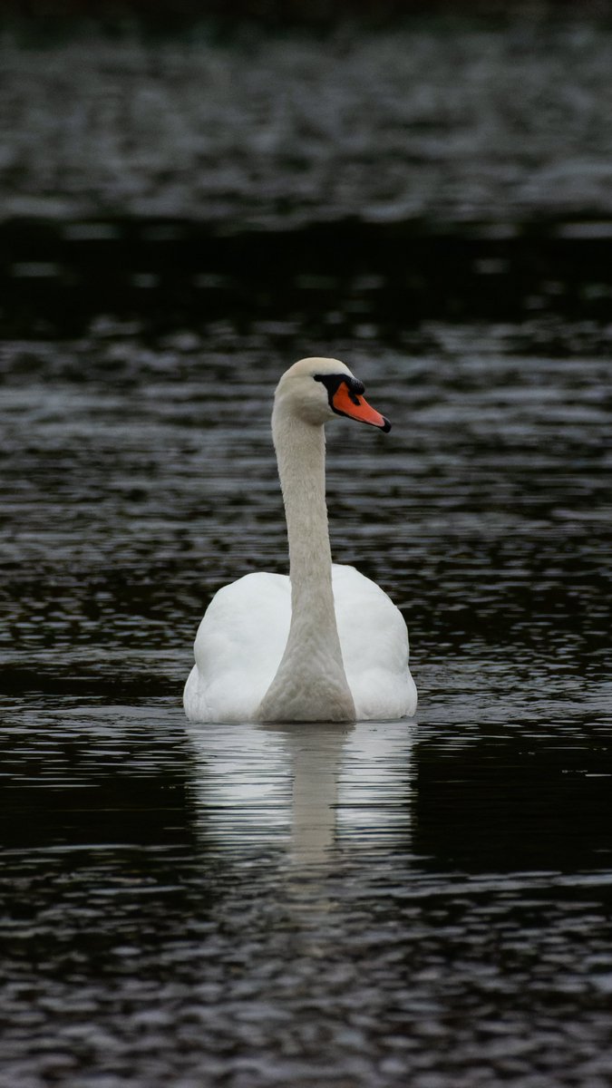 Marko Bogdanović tweet media