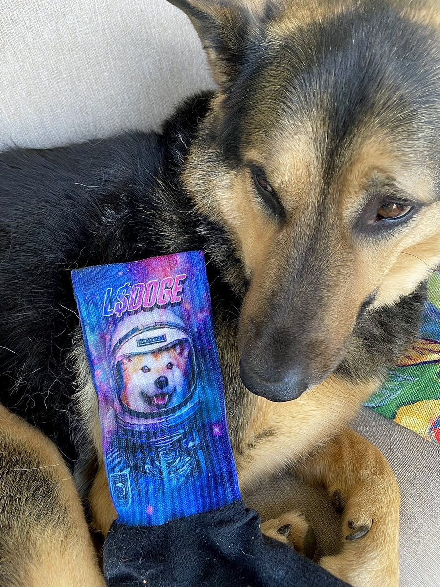 GoDogeArmy's tweet photo. ๐ค๐ถ๐ถ๐ถ #DogeSocks https://t.co/UfNxNEkuUk