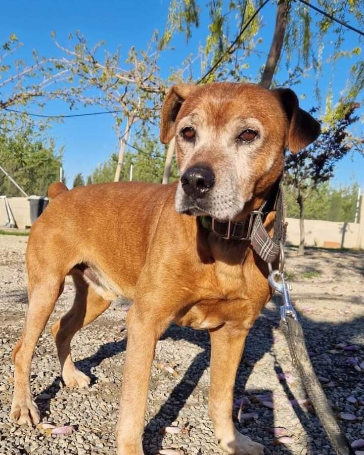 SosAbuelos1's tweet photo. Que será que tienes que nadie, pero nadie te quiere.

Mira que te hemos publicado montónes  de veces, mira que hemos suplicado no una adopción, síno una acogida por frío por tú salud, suplicamos y rezamos una ayuda para ti.

 Pero nada de nada.

Cada vez que viene alguien a la protectora, eres él más cariñoso y él más atento, pero con diferencia.

Das cariño porque eres así, el más noble con el alma más pura, pero ni con ésas. Simpático y obediente, te prestas a acompañar a cualquier persona que venga a la prote. Ves cómo otros se marchan y tú te quedas, siempre te quedas.

No te enfadas nunca, ni un solo mal gesto. Tú siempre estás ahí una y mil veces que te llamamos. Él único con licencia para ir por donde quieras porque eres él perro perfecto.

¿Entonces? ¿Porque nadie se presta a ayudarte?

No lo sabemos, tampoco lo entendemos. Sí por nosotros fuera te habríamos puesto un castillo sólo para ti.

Quizás no seas el perro más bonito del mundo, ni tampoco él más joven, tienes 7 añitos, pero eso es porque no saben mirarte con otros ojos, aunque para nosotros eres bonito por dentro y por fuera.

Pedimos, un milagro, un favor especial para y por él. Se acercan esos meses temidos por nosotros por él, Vito NECESITA ÉSA AYUDA, necesita una casa donde pasar él invierno, su cuerpecito ya ha sufrido bastante, cada vez tolera peor él frío y no queremos que llegue a un punto que sea irreversible.

Por favor, alguien a quien no le importe hacer un huequito a Vito, que sienta alguna vez en su vida parte de algo que no sea la protectora.

adoptapeludosbc@gmail.com
Esta en Lérida.