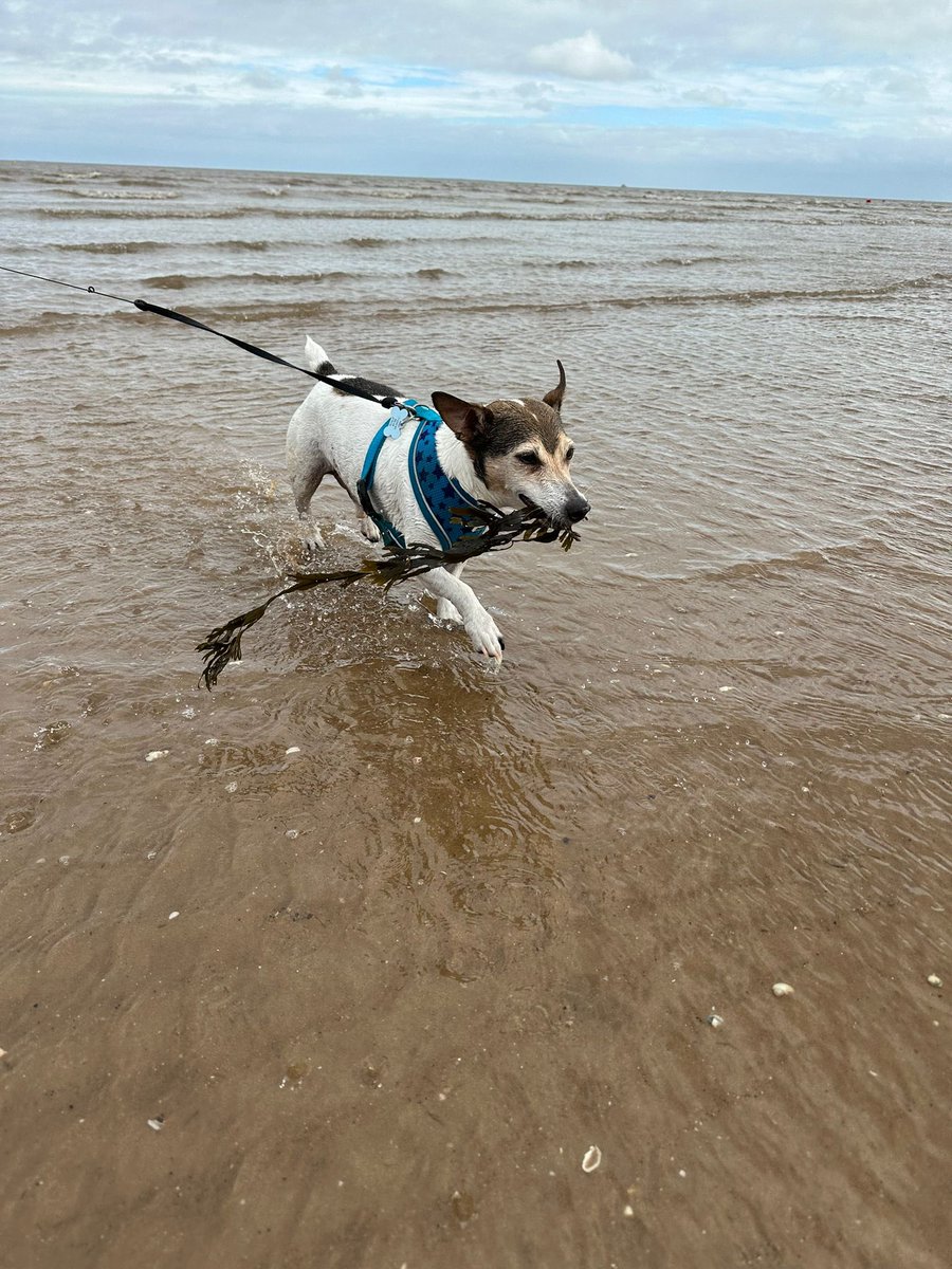 gemw_89's tweet photo. Just a picture of my dog playing with seaweed at the beach! 🥹🩵 https://t.co/hsArBwoHZV