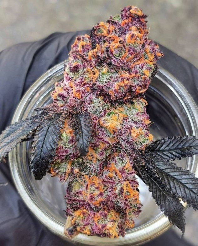 STONERS R US 🍃 tweet media