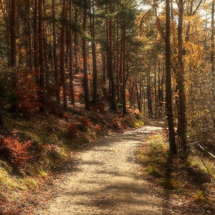 softdeIicacy's tweet photo. autumn is my favorite color. https://t.co/1zgnxbxVfg