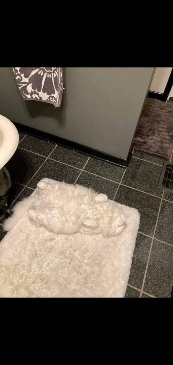 cute cat videos tweet media