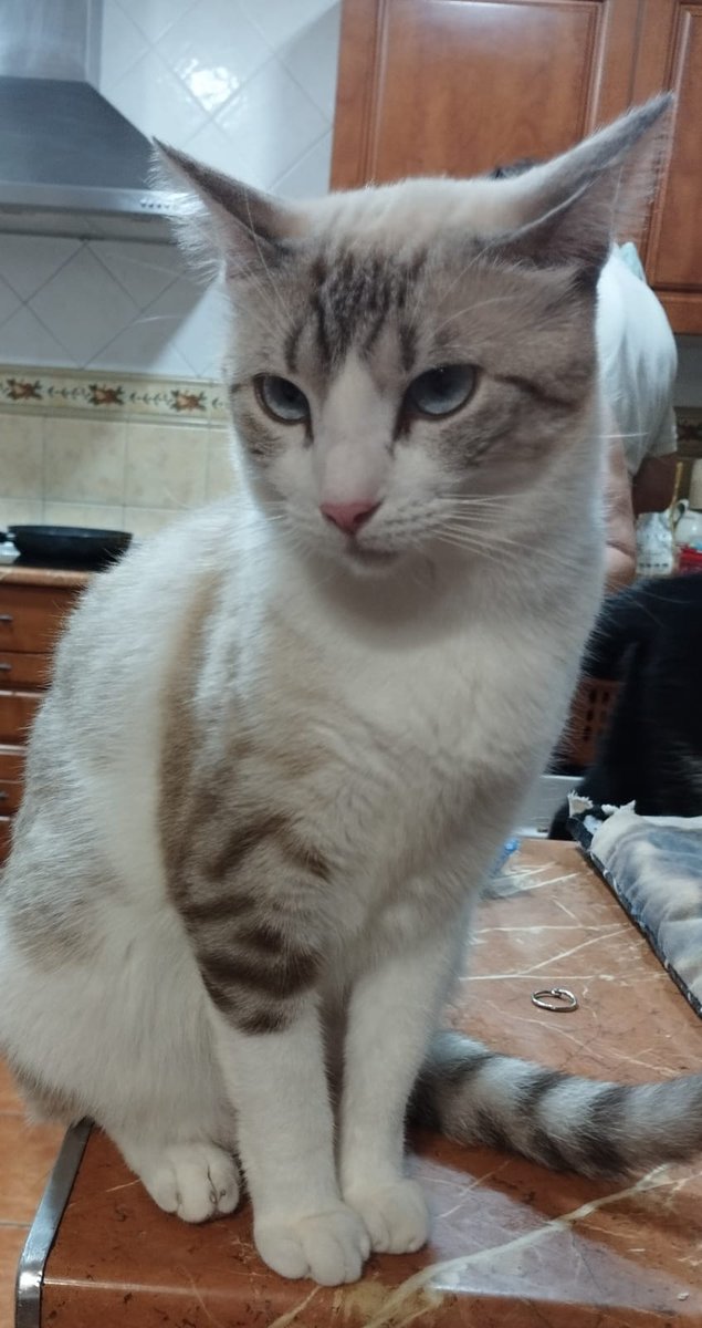 Perla fue devuelta por su familia adoptiva que no quiso esterilizarla. Ha pasado muchos meses en una casa de acogida y todavía está esperando un hogar permanente. #APEA #Benaguasil #GatosDeX #CatsOfX #adopcionresponsable #AdoptaNoCompres