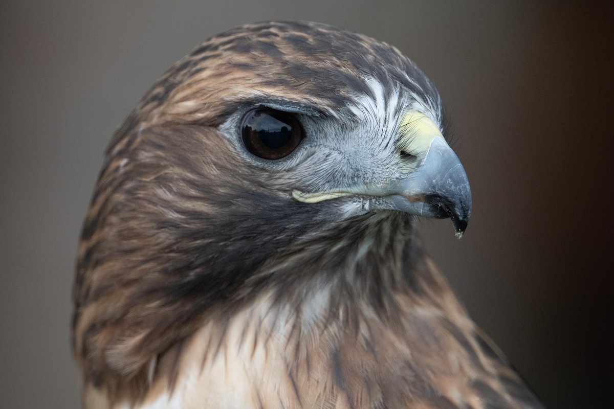 scottpete's tweet photo. 9/23/2023 Raptor Release - Hastings, MN

Nikon Z7 II + 400 / 4.5S + 2x TC

#nikonphotography #photography #wildlifephotography #NaturePhotography #sundayvibes https://t.co/9nJBpBIEvX