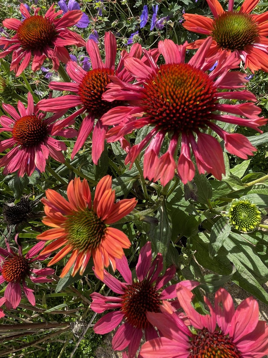 Today’s beautiful offering