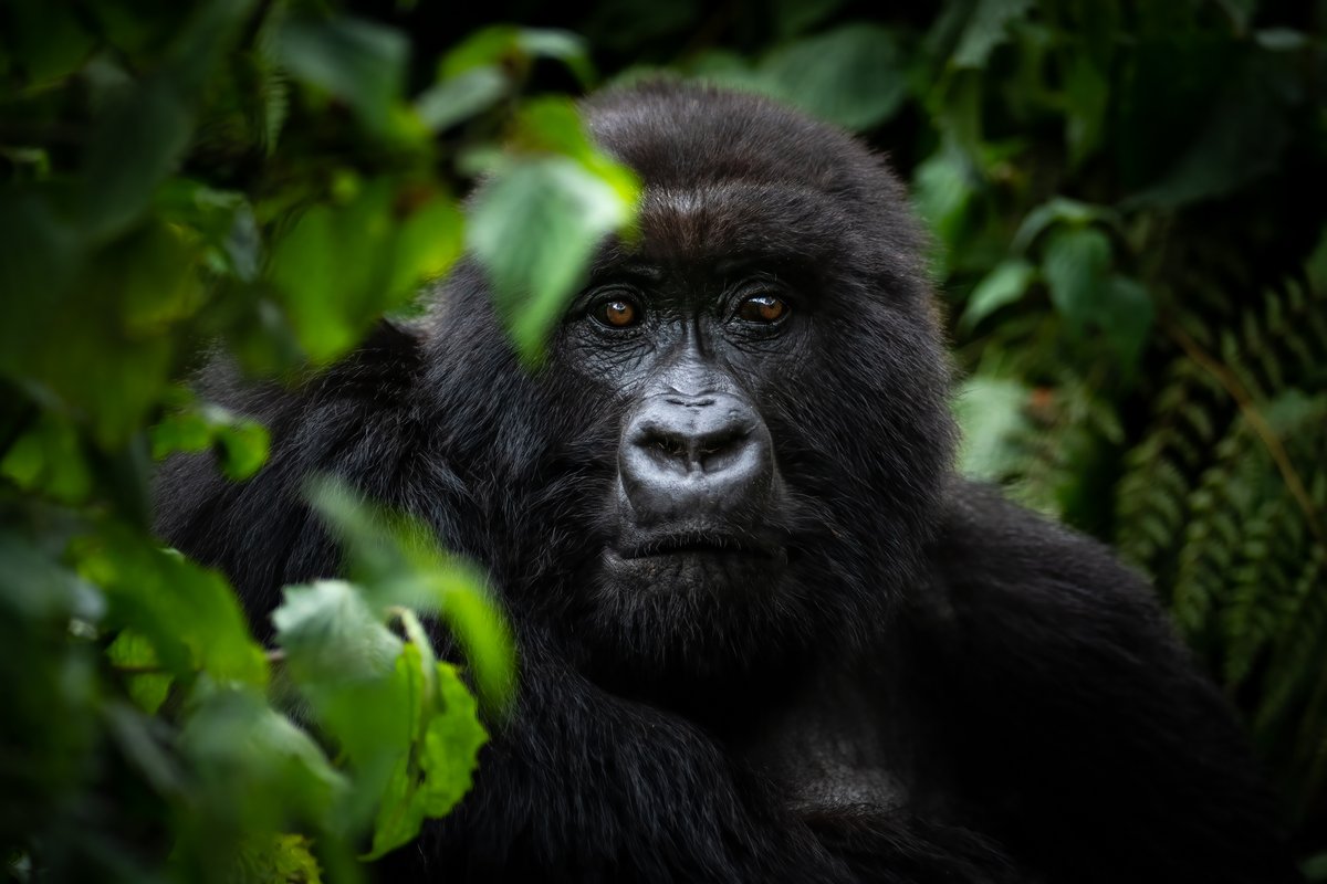 Singita (@singita_) on Twitter photo Honouring the natural home of the mountain gorilla in Rwanda on #WorldGorillaDay 📷 #OurSingita <a href="/visitrwanda_now/">Visit Rwanda</a> <a href="/SavingGorillas/">Dian Fossey Gorilla Fund</a> Honouring the natural home of the mountain gorilla in Rwanda on #WorldGorillaDay 📷 #OurSingita <a href="/visitrwanda_now/">Visit Rwanda</a> <a href="/SavingGorillas/">Dian Fossey Gorilla Fund</a>
