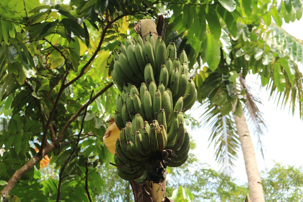 Fun Fact Friday: Bananas are technically berries as they have fleshy layers, their endocarps house multiple seeds, and they are simple fruits that develop from flowers with a single ovary.

#funfactfriday #bananas #randomfruitfacts #m1neral