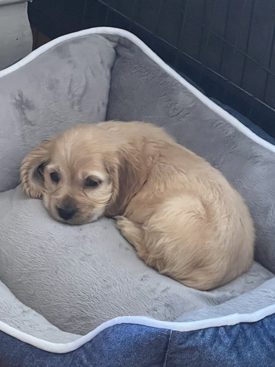 kuromibb74's tweet photo. A big welcome to our new baby Rocky! https://t.co/cT8WwD1yno