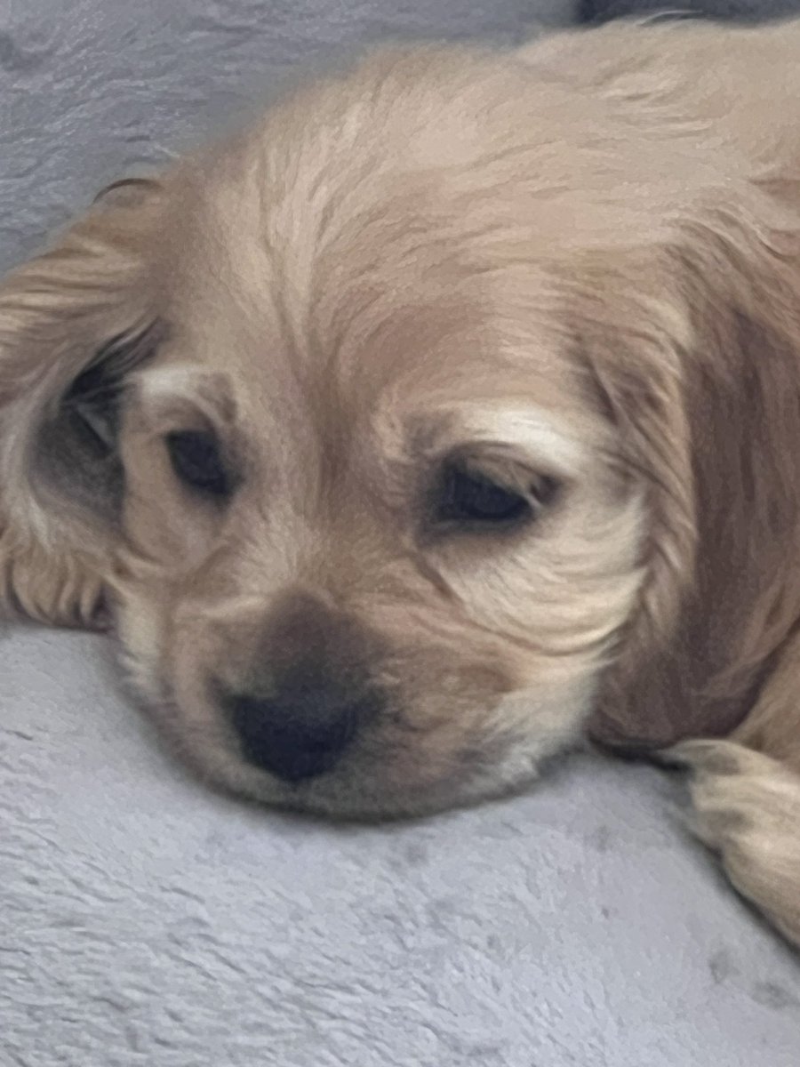 kuromibb74's tweet photo. A big welcome to our new baby Rocky! https://t.co/cT8WwD1yno