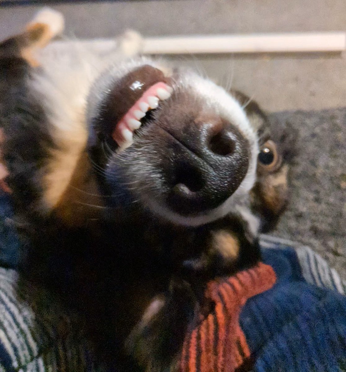 'oooo that belly rub is lovely!'