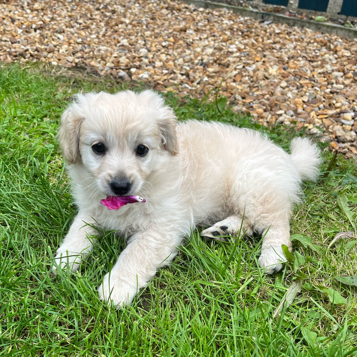 EMPBurnett's tweet image. How have I bagged the best boy? #puppy #pomapoo