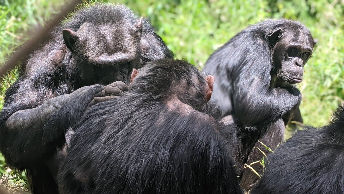 Happy #GorillaDay 
📍LWIRO #DRC🇨🇩