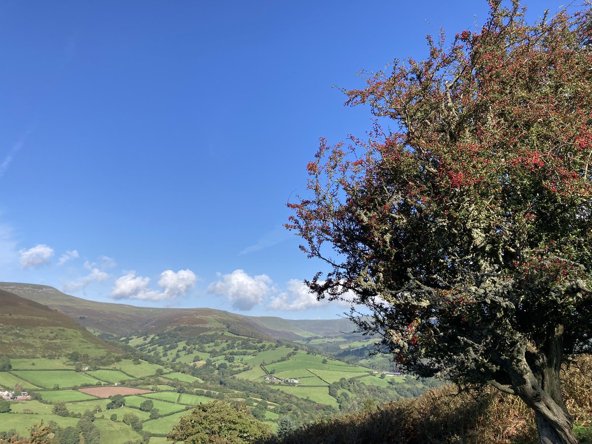 Ty Carreg tweet media