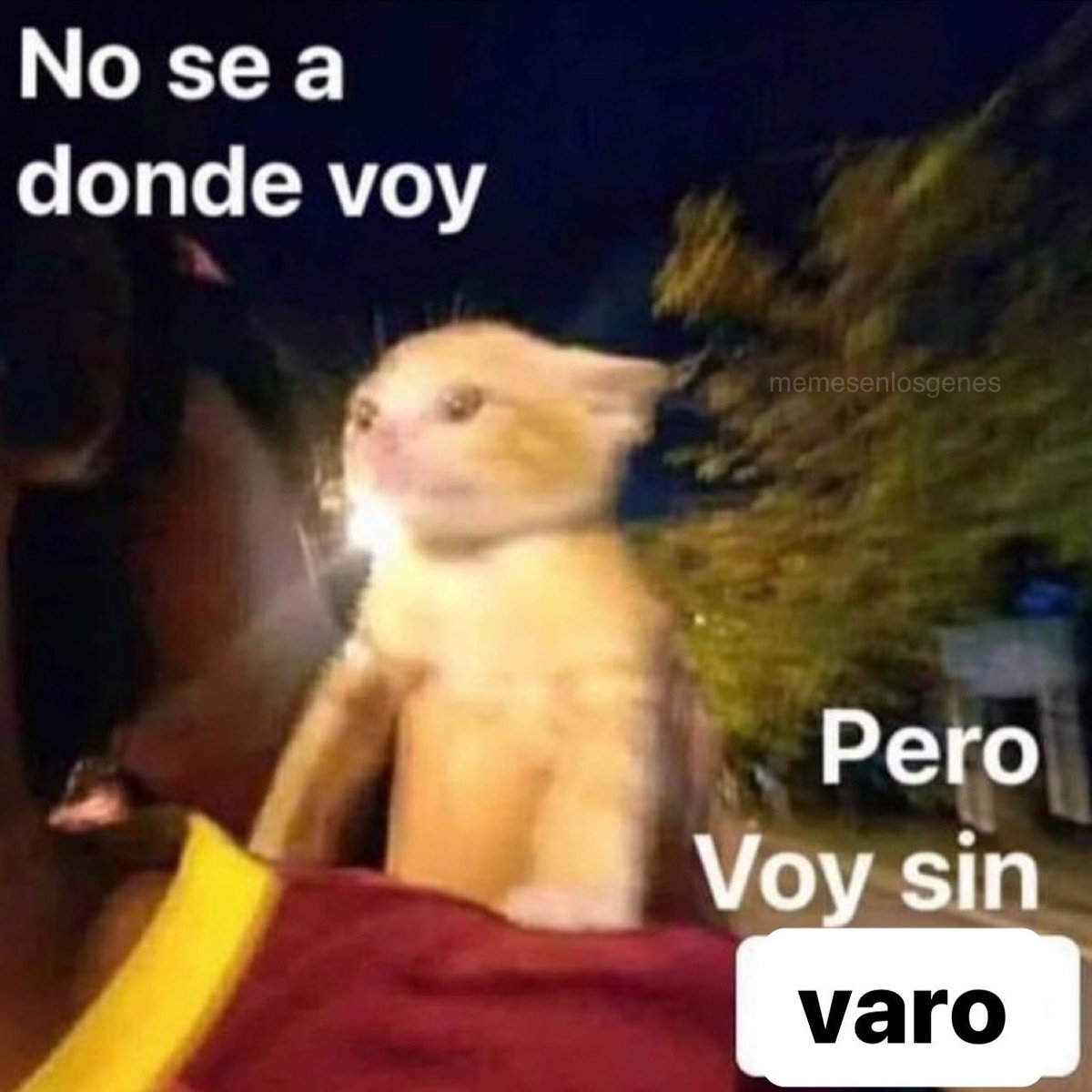 memesenlosgenes's tweet photo. https://t.co/luk9SydzAP