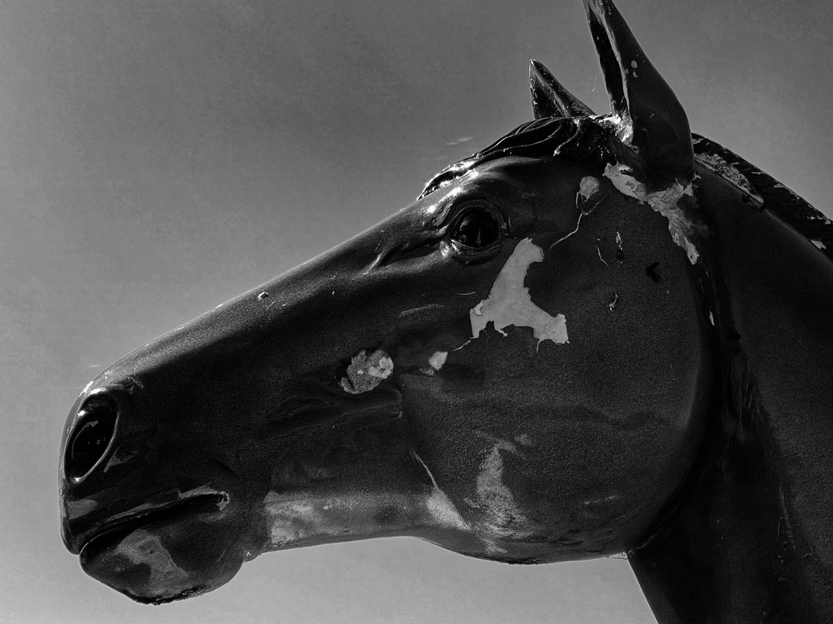 HH_Photos_'s tweet photo. #52frames_wabisabi
#week38 
#equinephotography #ginasframers #SYWTBAP

“Tattered Horse” https://t.co/oYEgOirs58