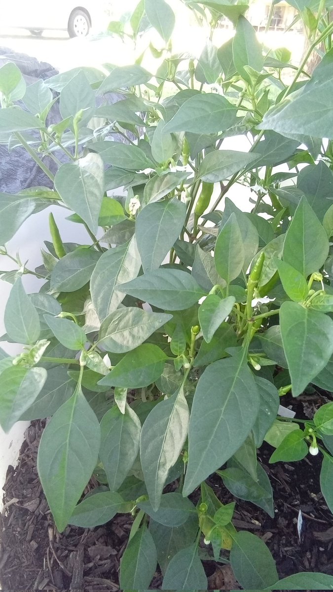 Peri Peri loading up!