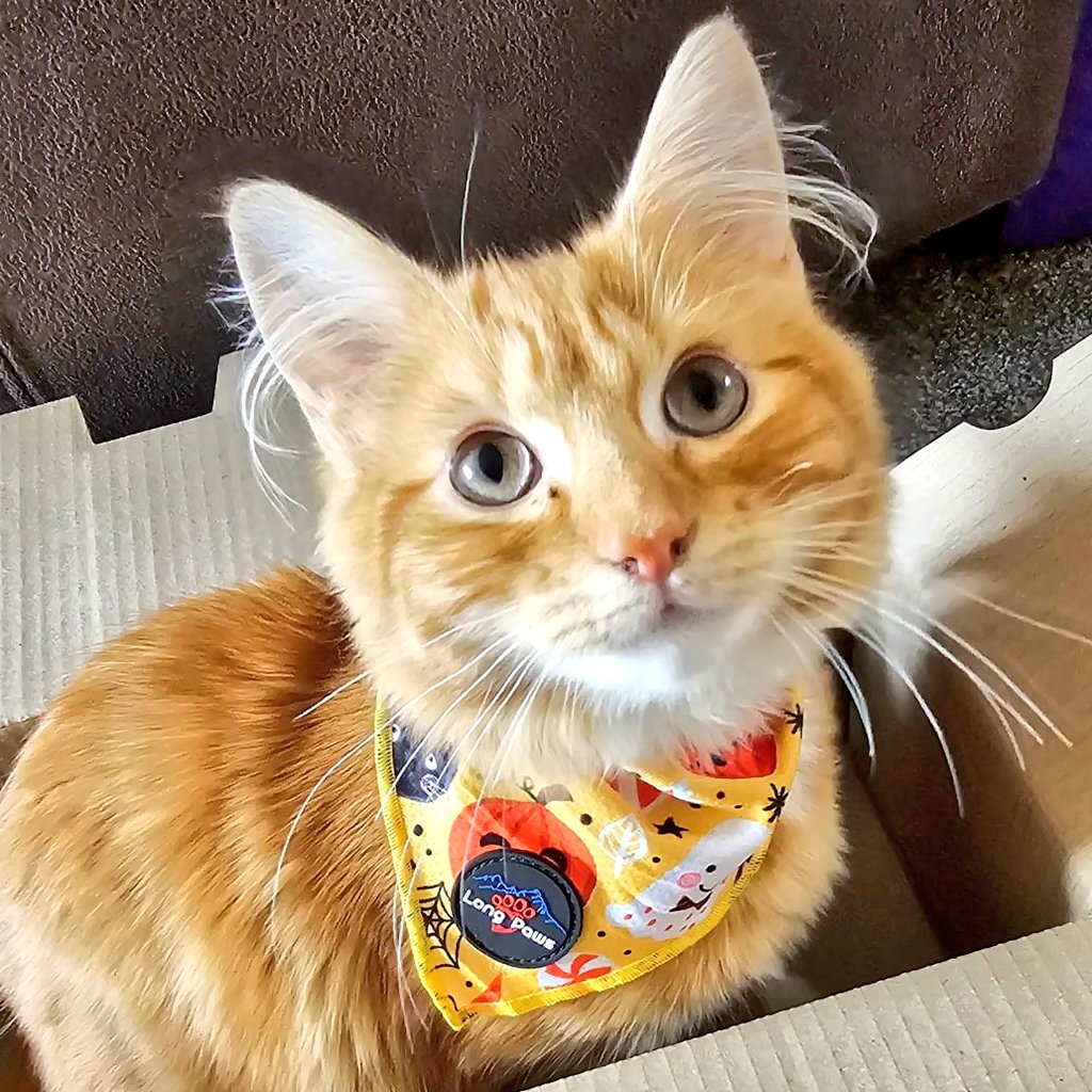 🐈TopazandTarot🐈‍⬛ tweet media