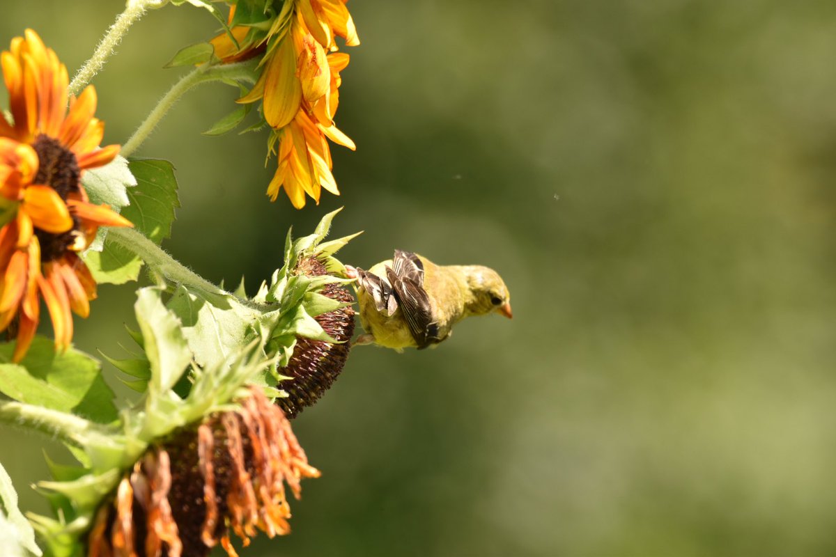 @BirderBro @sunflowerchives @sunflowerlust @SunflowerPod1 I do although not edited and she’s giving a bums side view. 🥰