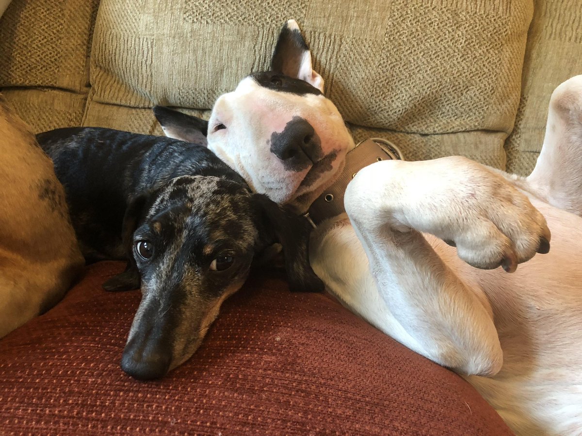 Toast is the Truth tweet media