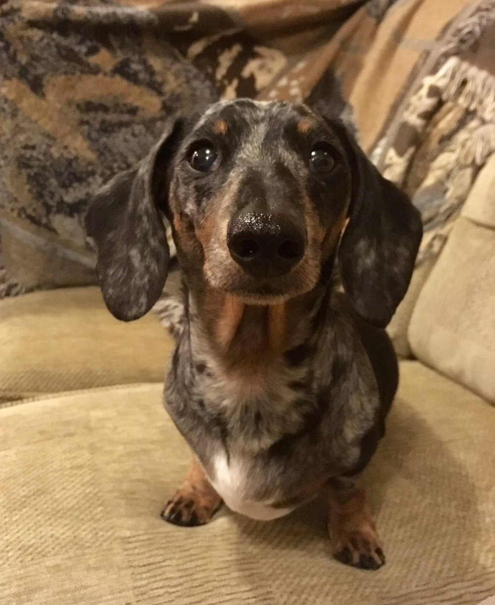 Toast is the Truth tweet media