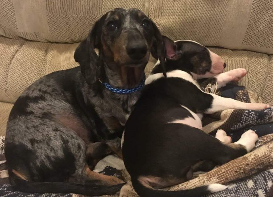 Toast is the Truth tweet media