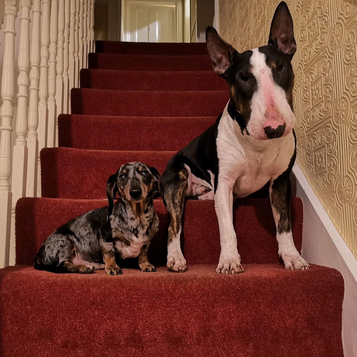 Toast is the Truth tweet media