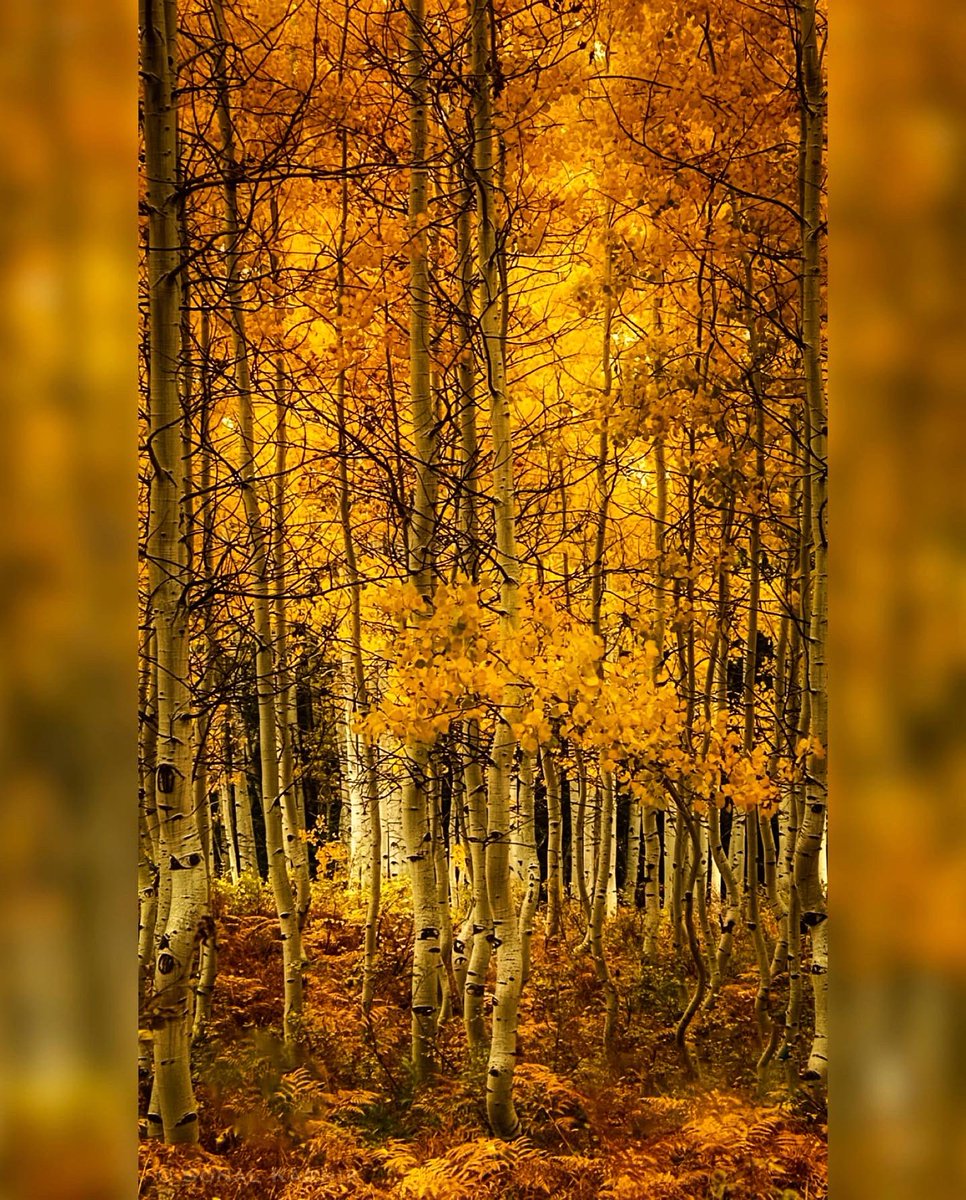 Fall in Colorado 📍Kebler Pass @9NEWS #cowx #Colorado #coloradophotography #rockymountains #sonyalpha #sonyphotography #landscapephotography