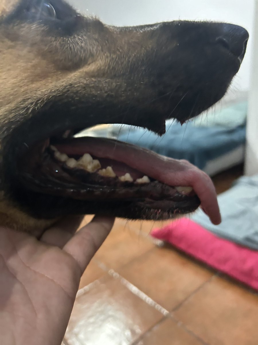 AdrianMarAl's tweet photo. Hace mucho que no uso esto..pero necesito de verdad ayuda. En Tacoronte , el dueño de una finca , deja sueltos a sus perros fuera de su finca. Ha habido varios ataques por parte de esos perros, hay denuncias puestas y hoy han morido a mi perro y le han arrancado un trozo de labio https://t.co/YWVOoJKjpD