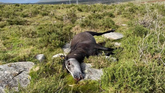 AlbertoRSaeta's tweet photo. El caso aislado de hoy: Aparecen nueve caballos abatidos a tiros en la sierra de Barbanza: «Es una matanza» #LaVerdadDeLaCaza #NoALaCaza 

https://t.co/9XFU6yVAl1 https://t.co/DFttpzIqpw