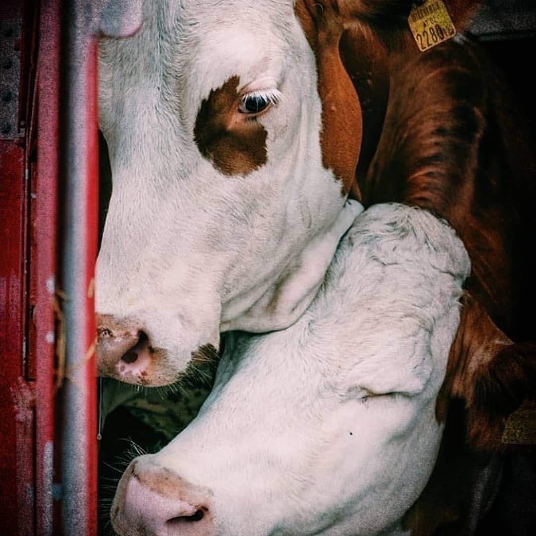 VeganFTAEspanol's tweet image. Ellas saben lo que está pasando, ¿podrías mirarlas a los ojos y decirles que tu almuerzo es más importante que toda su existencia? 💔🐮⁠
⁠
📸 @TorontoCowSave @animalsavemvmt

#veganfta #vaquitas #adiós #despedidas #aterrador #veganismoesjusticia #miradasquehablan #lastgoodbye