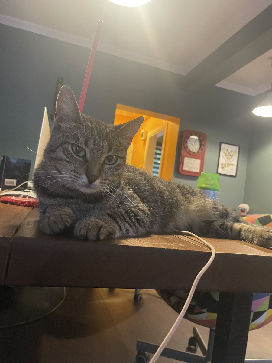 Asla yuva çıkmayacağını düşündüğüm bir çocuğa ilan açmak zorundayım. 3 yaşında dişi. Ne yazık ki toplumun güzellik standartlarına uygun değil bu yüzden yeteri kadar rt bile almayacak. İnanılmaz sevgi dolu. Kısır. Bütün aşıları tam. İstanbul içi her yere ulaşım sağlarız.