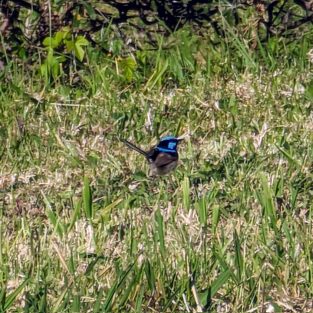 #Twitter -&gt; <a href="/X/">X</a> -&gt; Fairywren