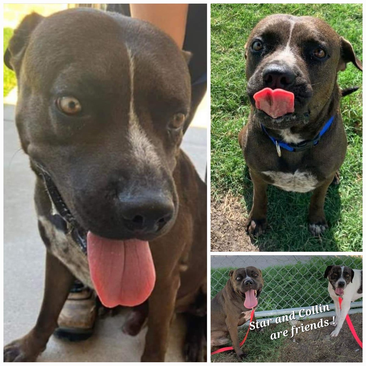 beeleevitonly's tweet photo. 🚨📣COLLIN #A359172 is on #BadList 9/28 12p
#CorpusChristiACS #TX kills for space 🤬😭💔
Collin is 60 lb #BullyBreed but wants u 2 know he's no bully, he looks for a way out of playground😬C  He does like friend Star, various staff,  running in 🍀🌿 &amp; 🍖🥓 #Rescue #Adopt #pledge https://t.co/u2M89oI6VL