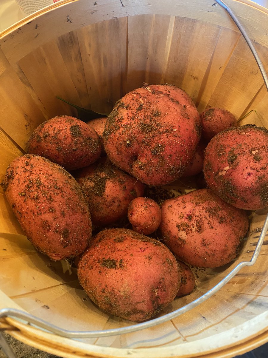 Fall harvest is my favourite time of year. The one of the left has another couple of weeks but your work(or lack there of) shows now!